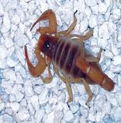 Poisonous Scorpion