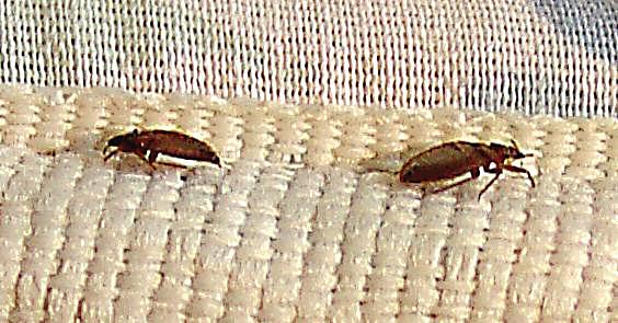 Bed Bugs On Bedding or Comforter