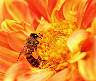 africanized honey bee image