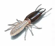 picture of drywood termite
