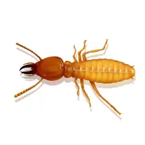 picture of formosan termite