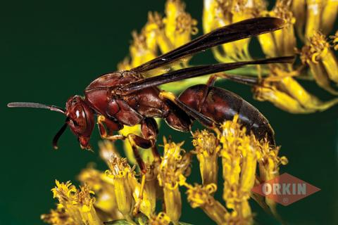 image of a paper wasp