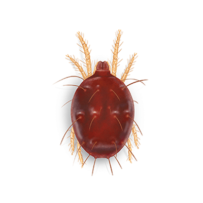 Southern Red Mite Illustration