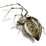 House Spider Illustration