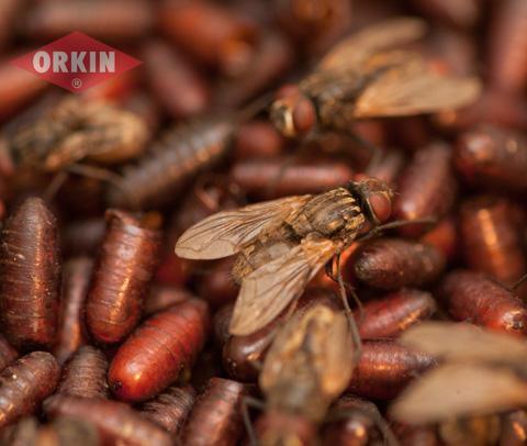 Where Do Flies Lay Eggs? | Get Rid of Flies | Orkin