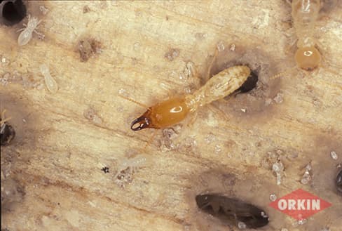 Colorable Termite What Color are Termites? Termite Colors | Orkin