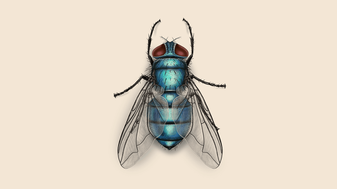 Facts About Bottle Flies | Fly Habits and Behaviors | Orkin