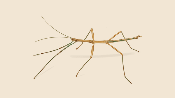 Standing Bug Walking Stick Bugs Exterminator - How To Identify & Get Rid Of Walking ...