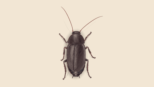 Cockroach Pacific Rim How to Get Rid of Pacific Beetle Cockroaches | Orkin