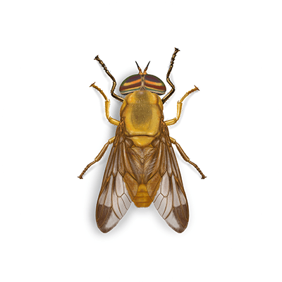 Triangular Flies Fly Anatomy: Facts & Information on Biology of Flies | Orkin