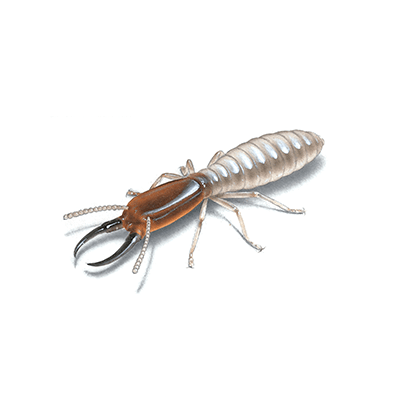 Termite Infestation Probability Zones Map (TIP) | Orkin