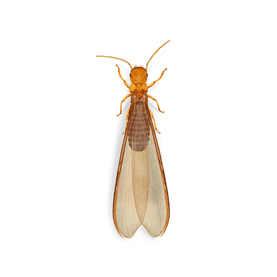 Termite Infestation Probability Zones Map (TIP) | Orkin
