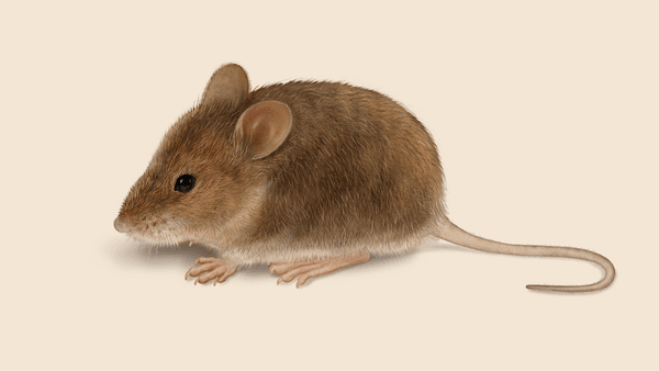 Identify Mouse Mouse Exterminator - How To Identify & Get Rid Of Mice | Orkin