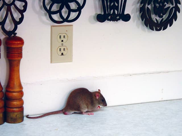 What attracts rats to your house?
