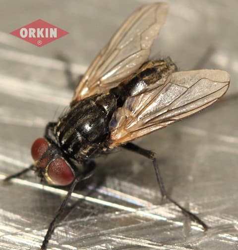 Fly Identifying Fly Identification: What Do Flies Look Like? Eyes, Size, etc | Orkin