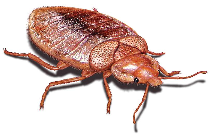 Magnified Picture of Adult Bed Bug