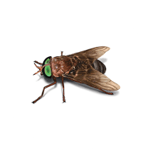Horse Fly Facts & Information | Get Rid of Horse Flies 