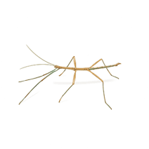 Walking Stick Bugs Exterminator - How To Identify & Get Rid Of Walking Stick Bugs