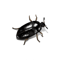 Beetles Exterminator - How To Identify & Get Rid Of Beetles